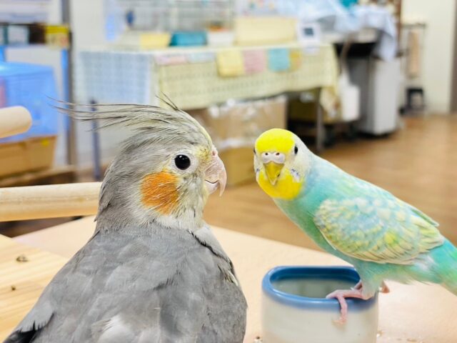 オカメインコ