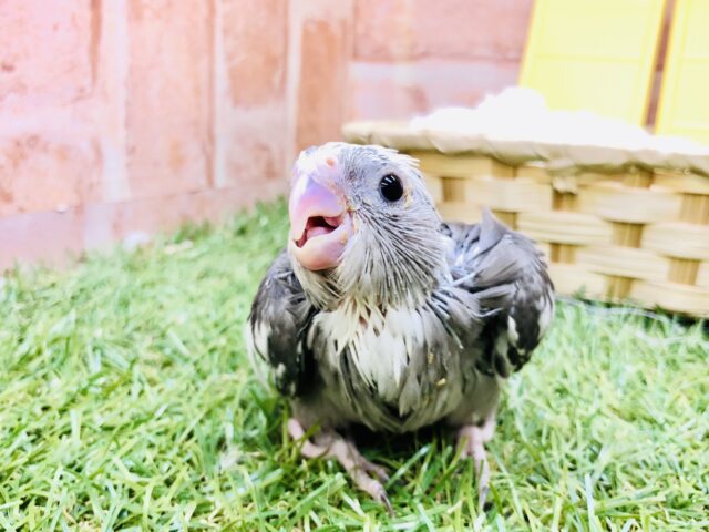 オカメインコ