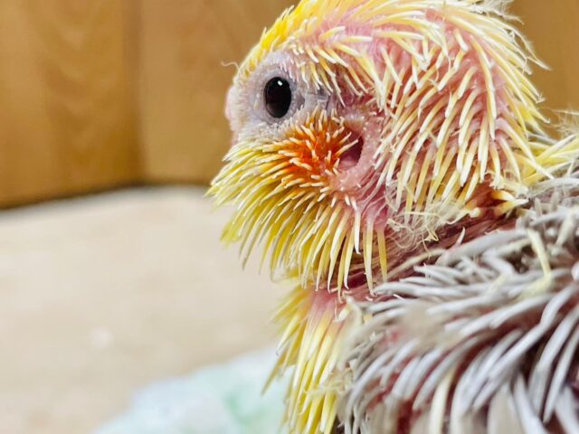 オカメインコ