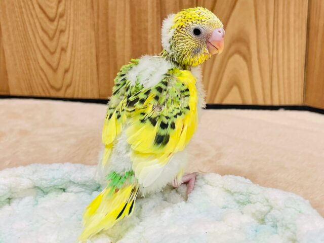 セキセイインコ