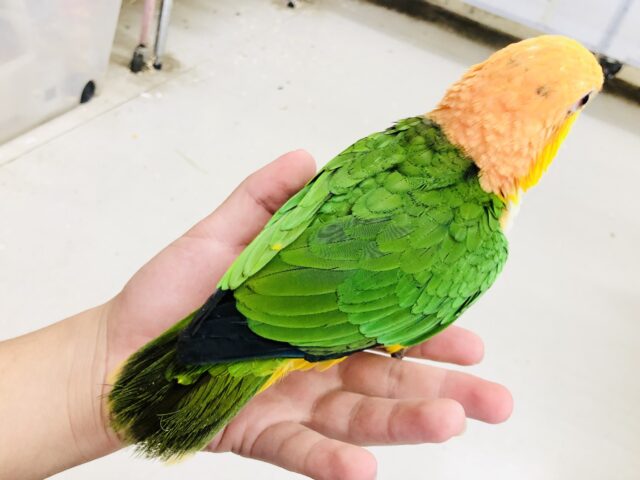 シロハラインコ