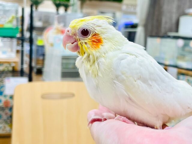 オカメインコ