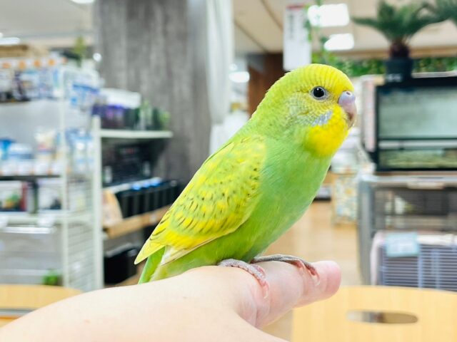 セキセイインコ