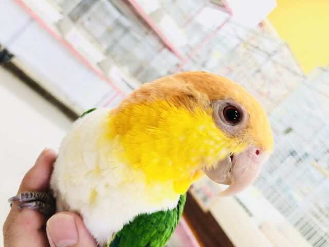 シロハラインコ