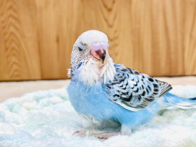 セキセイインコ