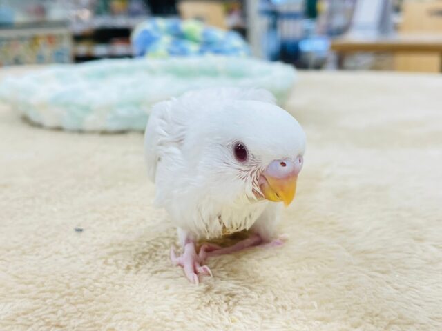 セキセイインコ