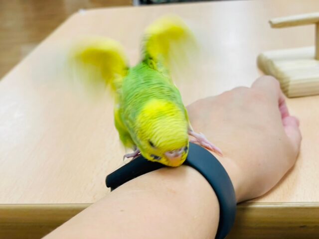 セキセイインコ