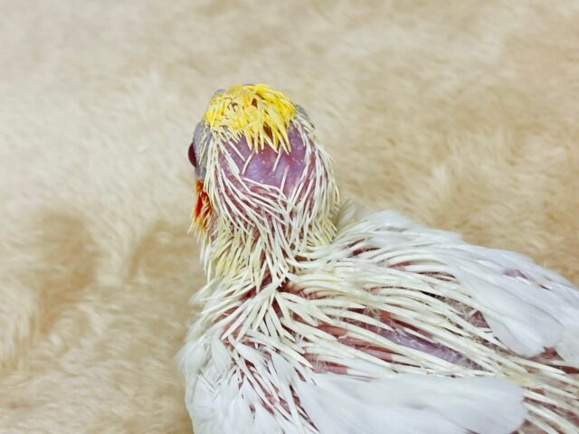 オカメインコ