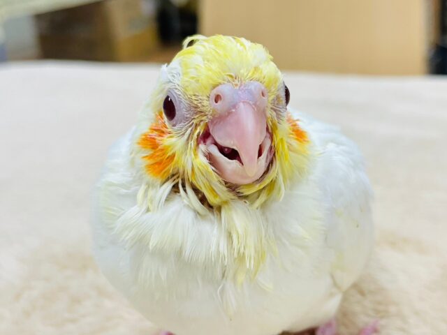 オカメインコ