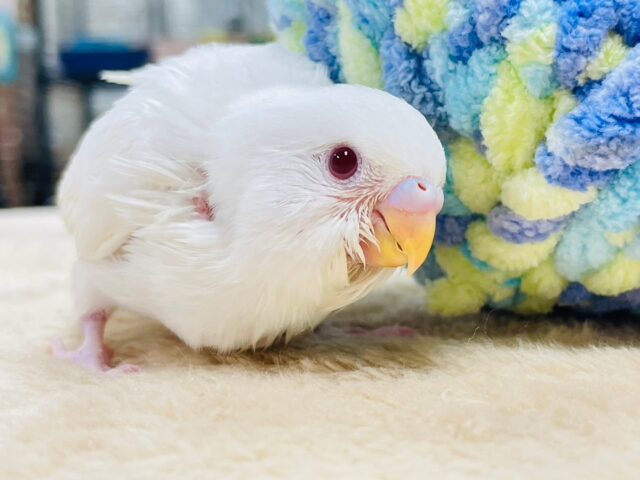 セキセイインコ