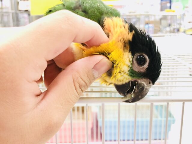 ズグロシロハラインコ