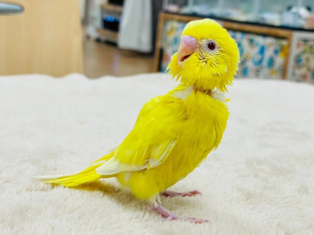 セキセイインコ