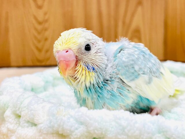 優しいお顔に癒される🫶セキセイインコ（パステルレインボーパイド）ヒナ