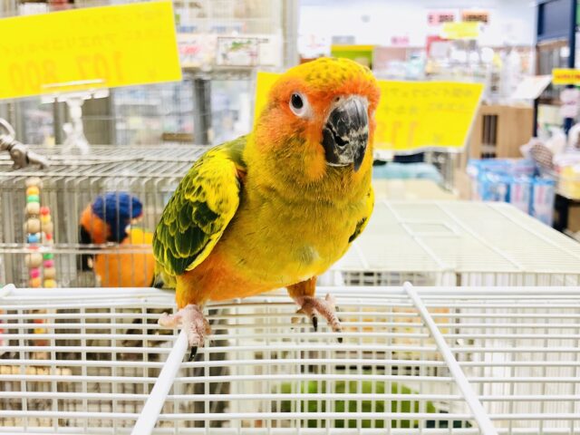 コガネメキシコインコ