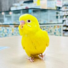 【最新画像更新🪄】幸せを運んでる黄色い鳥さん🐣セキセイインコ（ルチノー）ヒナ