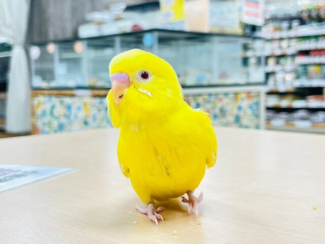 【最新画像更新🪄】幸せを運んでる黄色い鳥さん🐣セキセイインコ（ルチノー）ヒナ