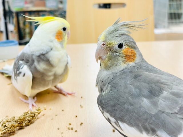 オカメインコ