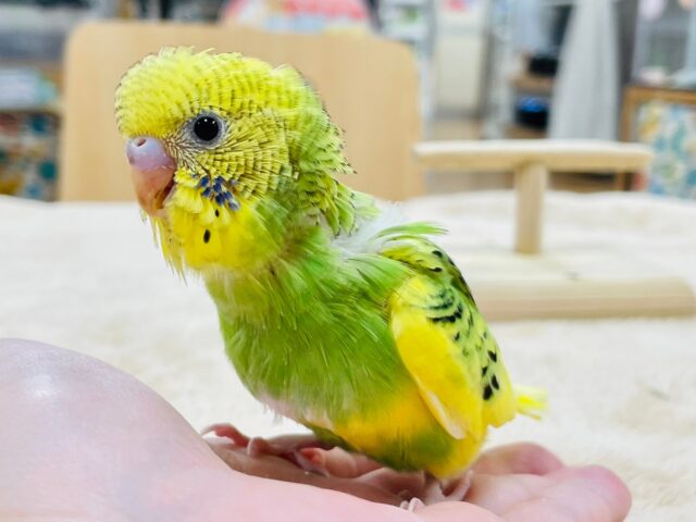 セキセイインコ