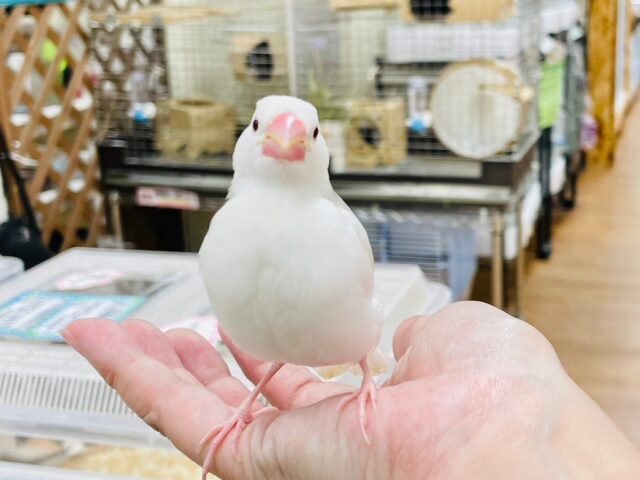 白文鳥