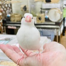 【最新画像更新🪄】小さい体でたくさん食べるよ⭐️白文鳥　ヒナ