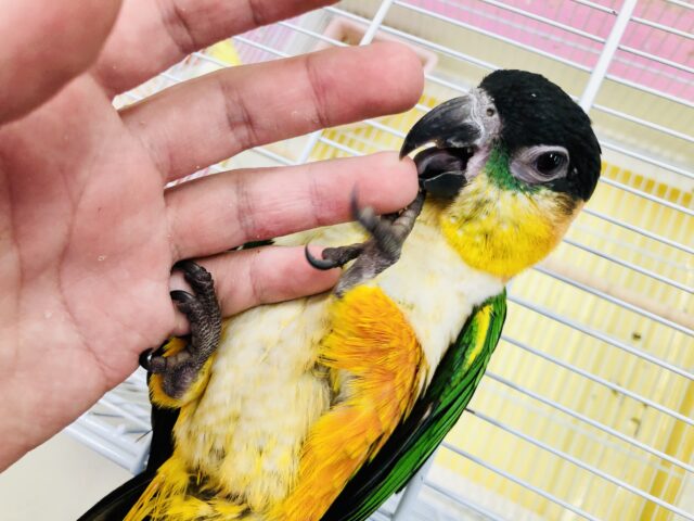 ズグロシロハラインコ