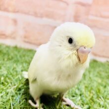 【最新画像更新☆☆】優しいカラーに心癒されて・・・　セキセイインコ