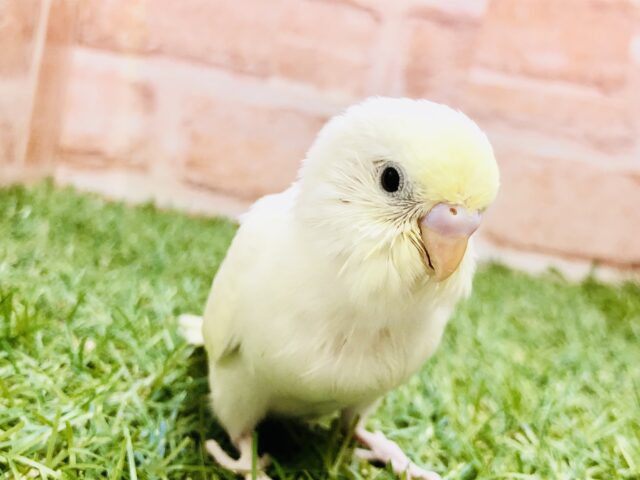 【最新画像更新☆☆】優しいカラーに心癒されて・・・　セキセイインコ