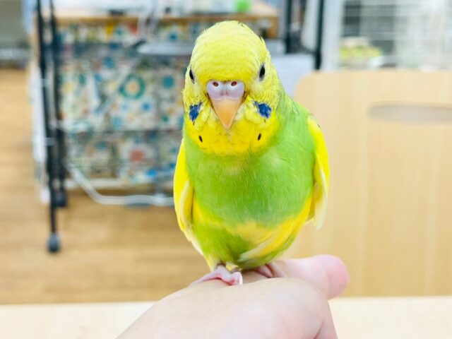 セキセイインコ