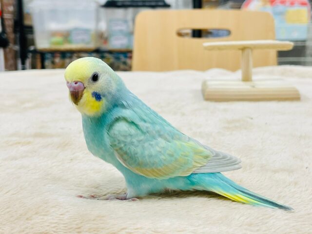 セキセイインコ