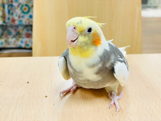 オカメインコ