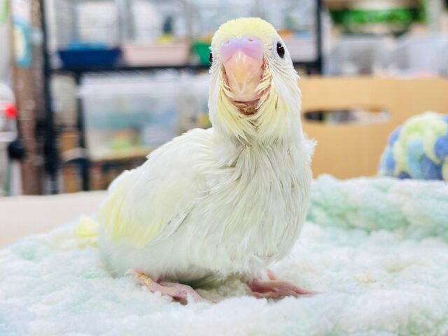 セキセイインコ