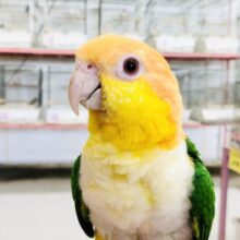 【最新画像更新☆☆】おやつに釣られててちてちこんにちわ～(✿✪‿✪｡)ﾉｺﾝﾁｬ♡　シロハラインコ