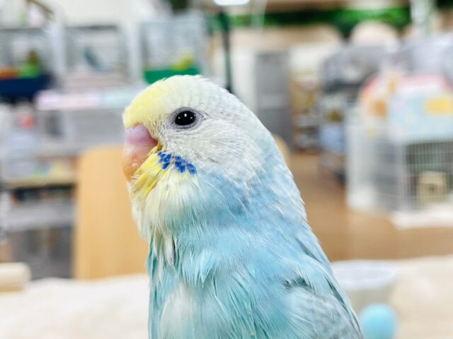 セキセイインコ