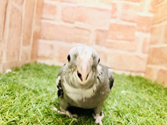 オカメインコ