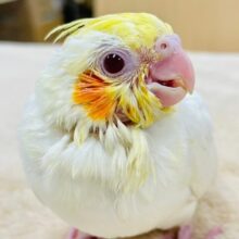 【最新画像・動画更新🪄】うるうるお目目〜💓オカメインコ（ルチノー）ヒナ