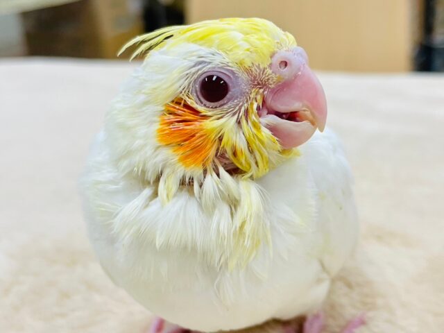 オカメインコ