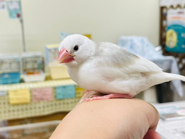 白文鳥