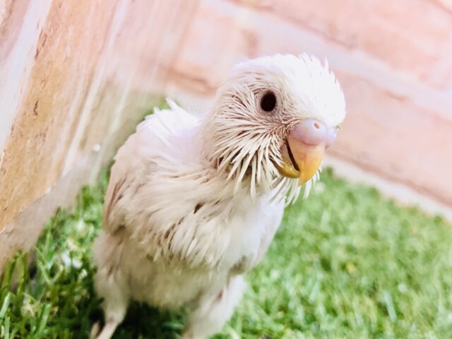 人気のホワイトカラー・・・　セキセイインコ