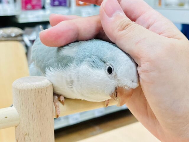 オキナインコ