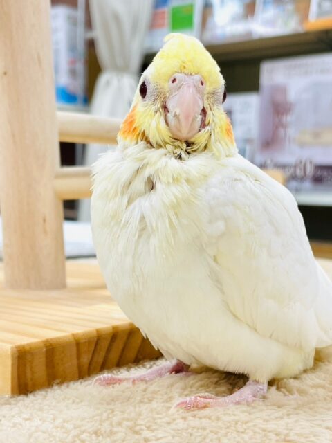 オカメインコ