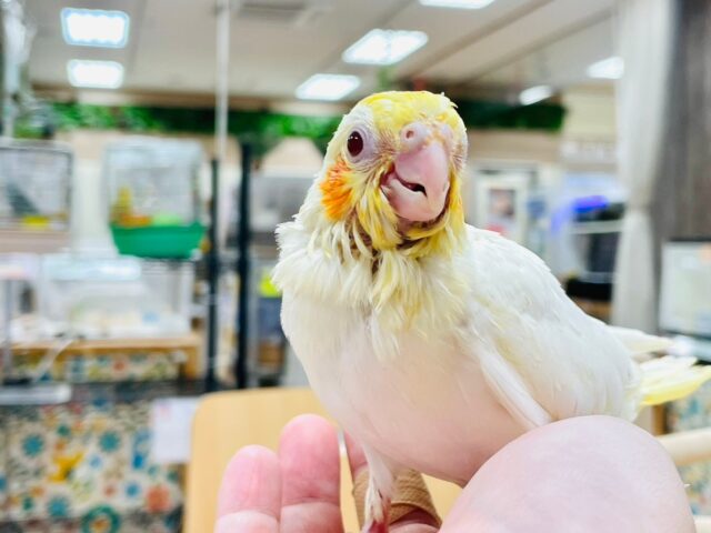 オカメインコ