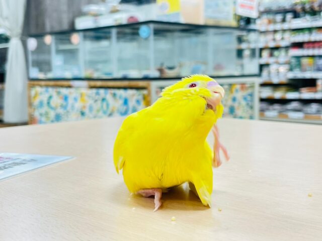 セキセイインコ