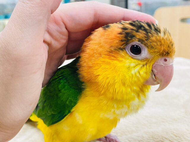 シロハラインコ