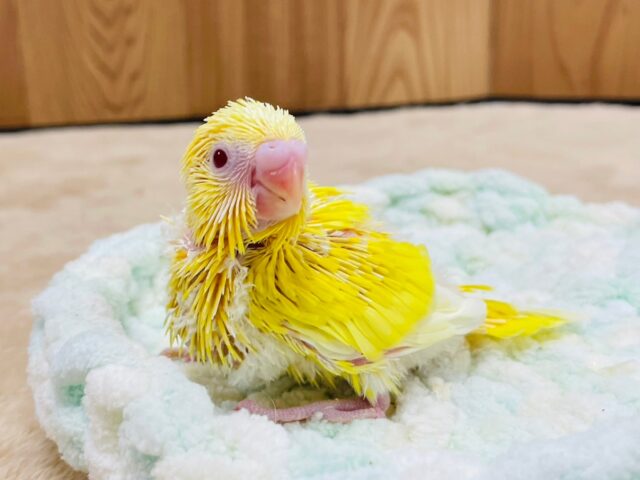 セキセイインコ