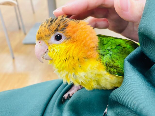 シロハラインコ