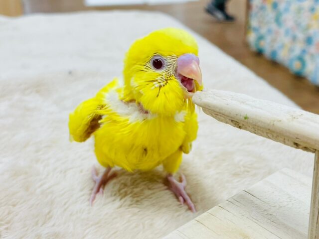 セキセイインコ