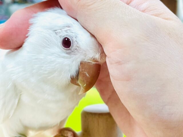 オキナインコ