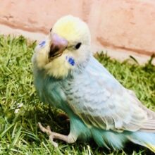 人気のカラフルカラー！　セキセイインコ