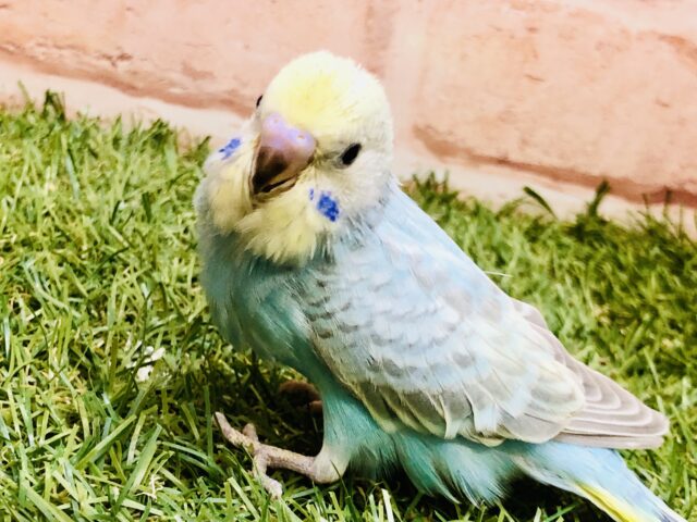 人気のカラフルカラー！　セキセイインコ