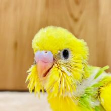元気いっぱい暴れん坊ちゃん♡♡セキセイインコ（パイド）ヒナ